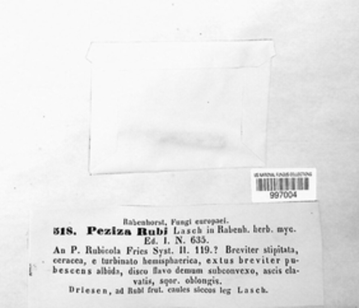 Peziza rubi image